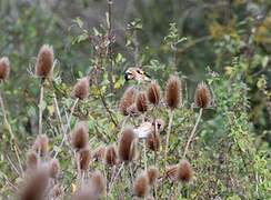 European Goldfinch