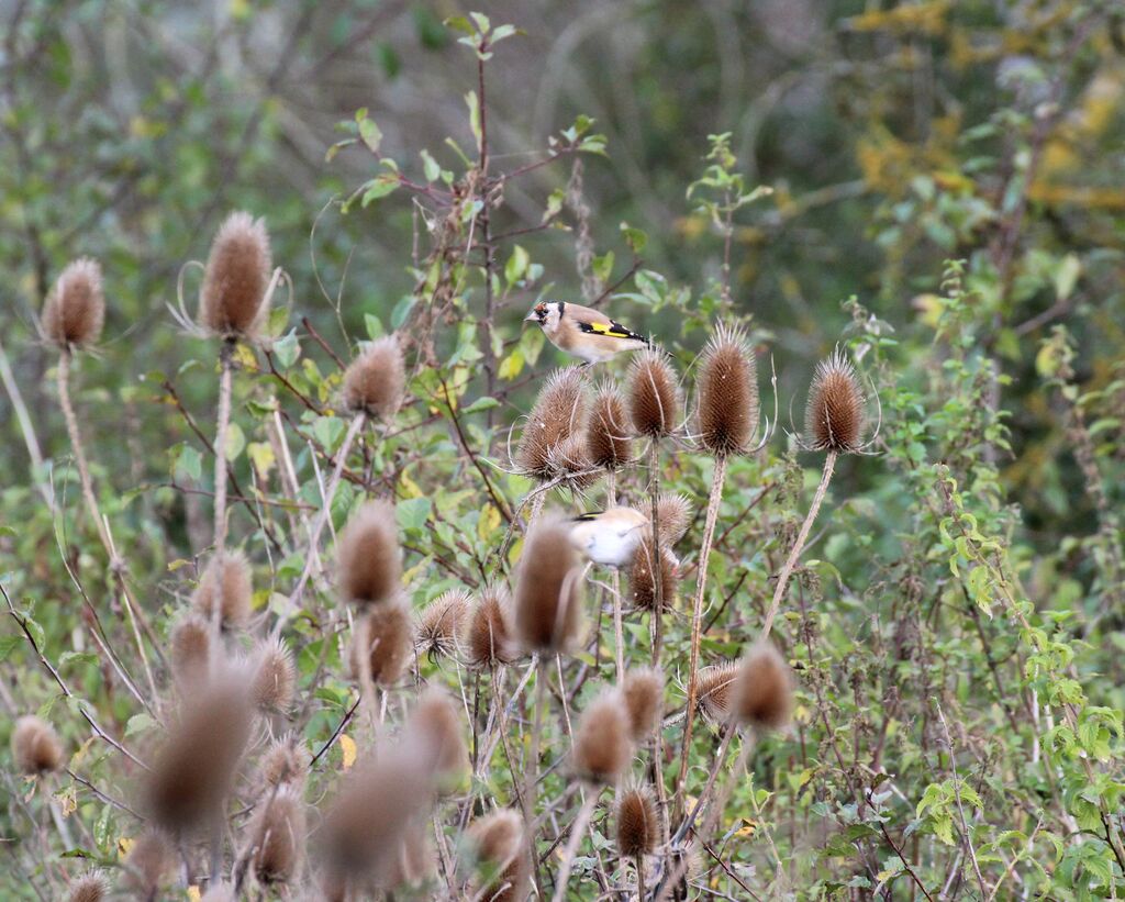 European Goldfinch