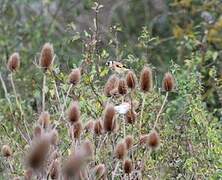 European Goldfinch