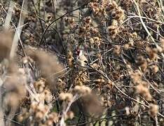 European Goldfinch