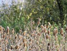 European Goldfinch