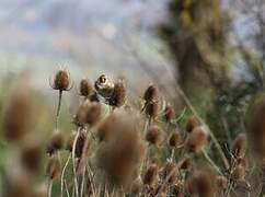 European Goldfinch