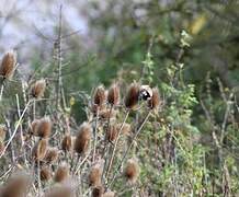 European Goldfinch