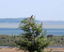 European Goldfinch