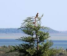 European Goldfinch