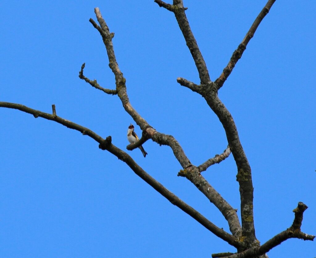 Chardonneret élégant