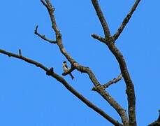 European Goldfinch