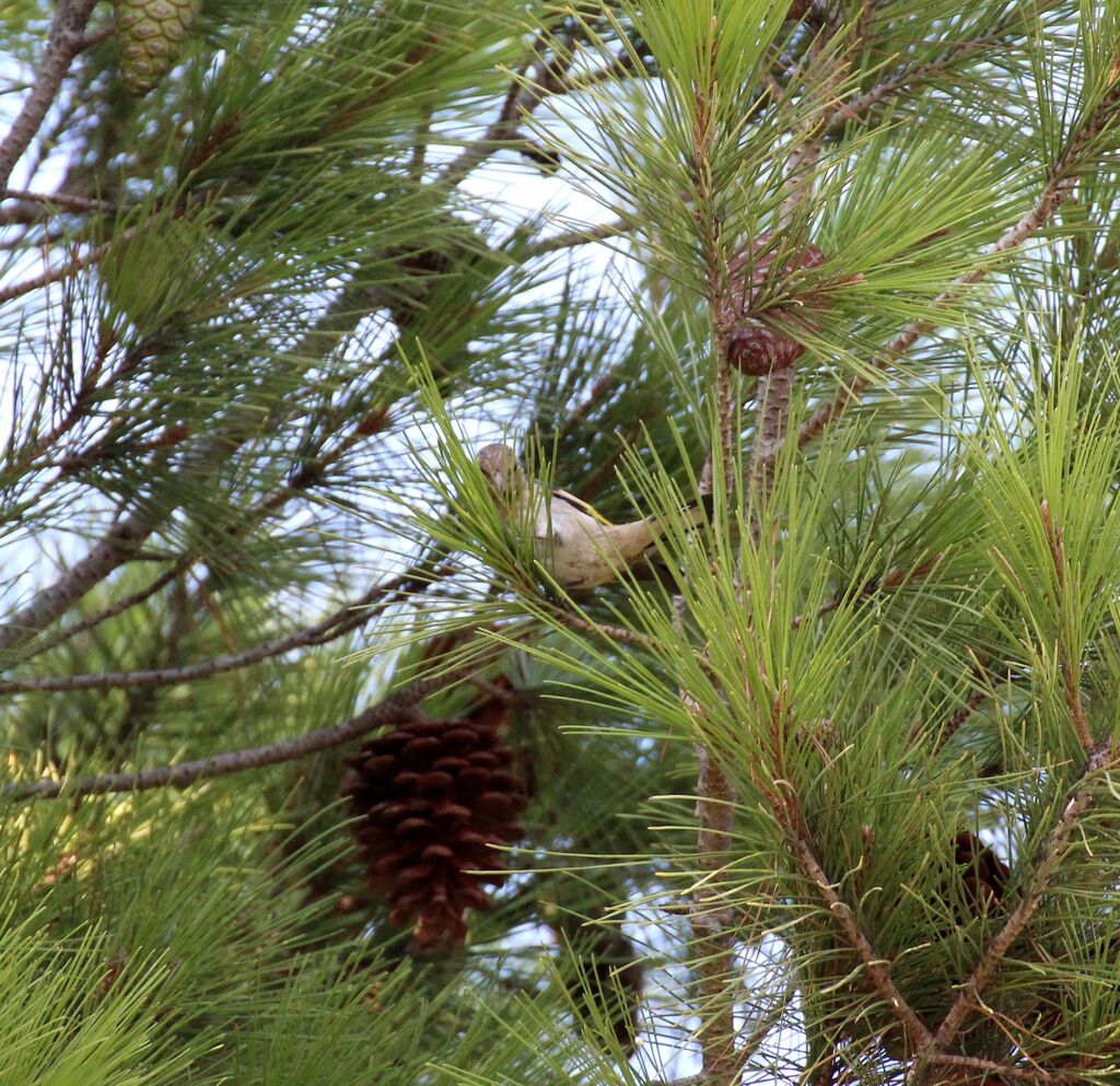 European Goldfinch