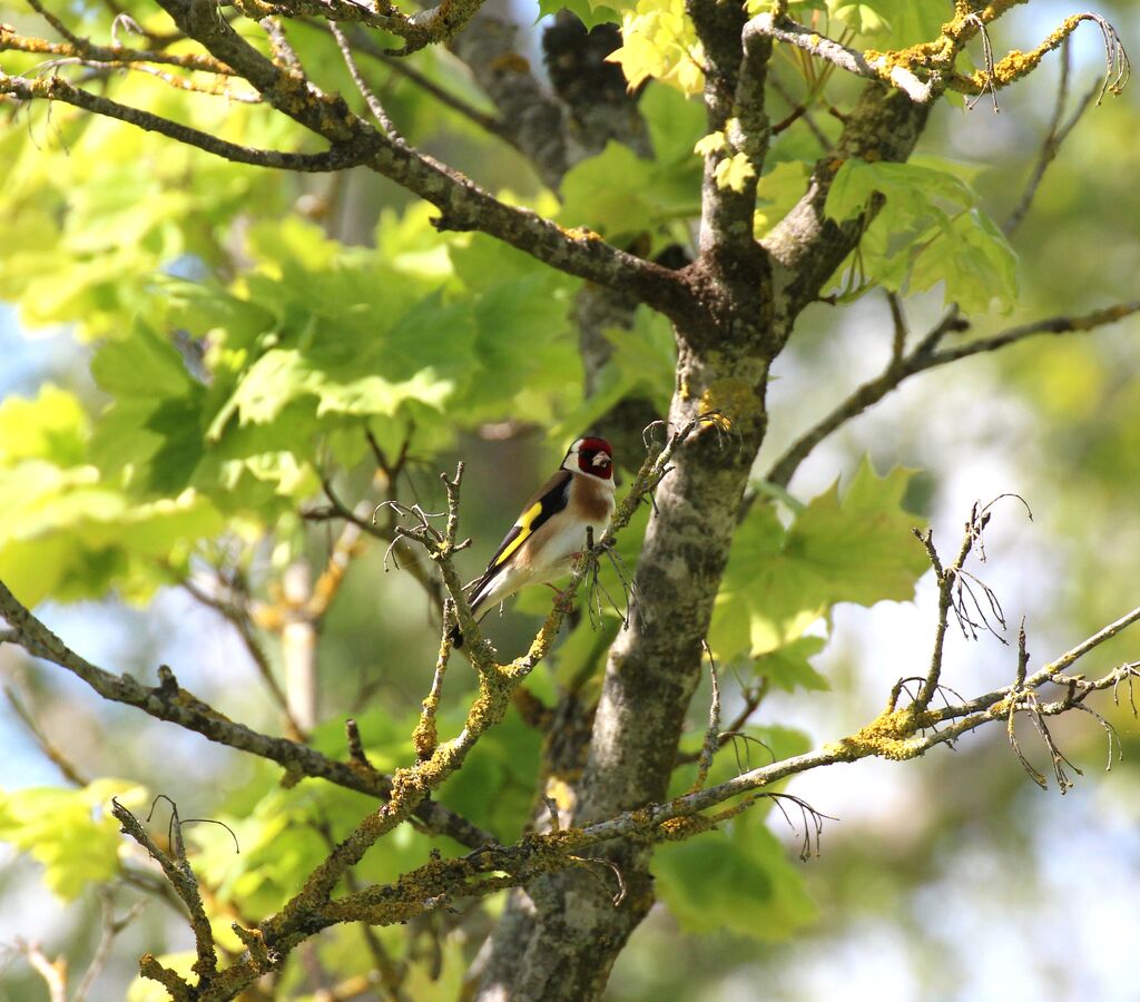 European Goldfinch