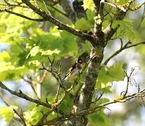 European Goldfinch