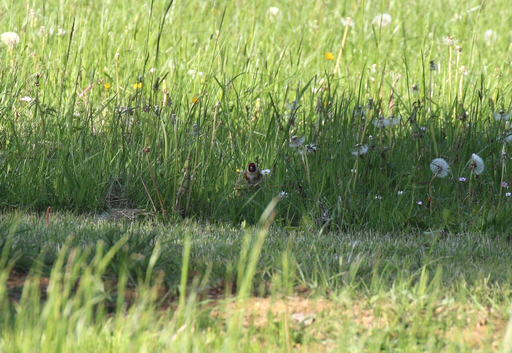 European Goldfinch