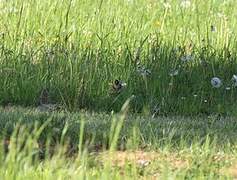 European Goldfinch