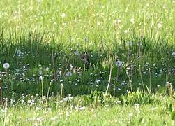 European Goldfinch