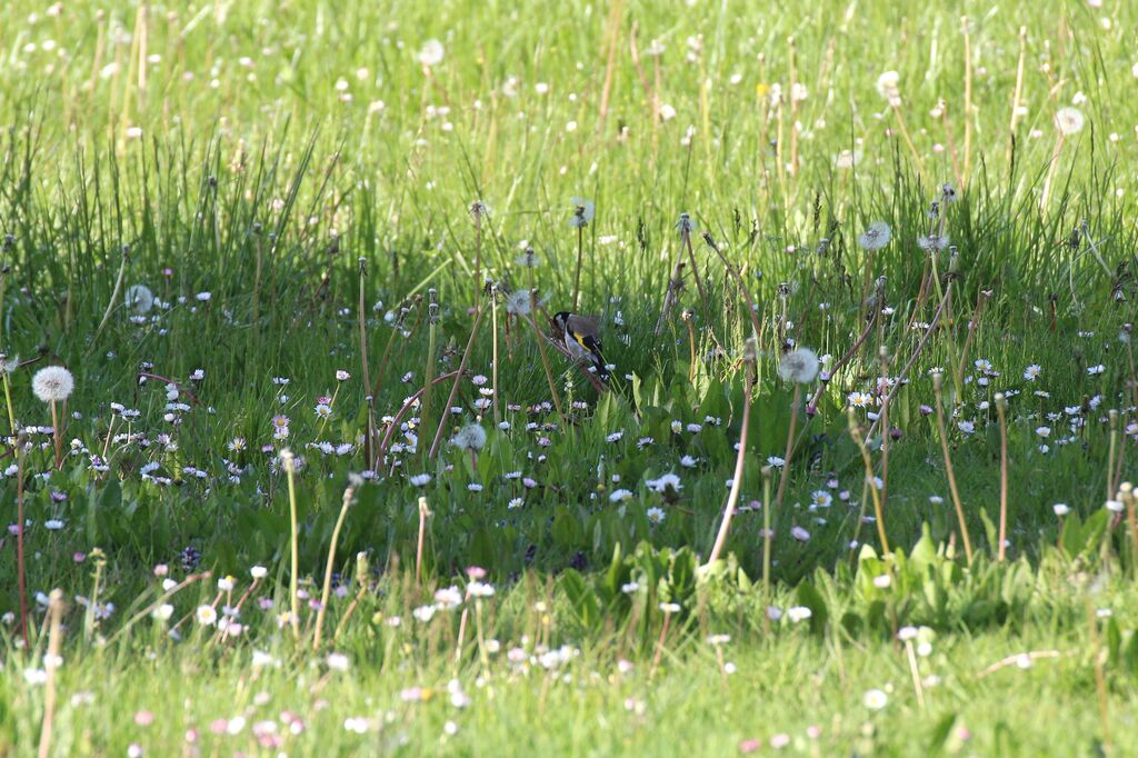 European Goldfinch