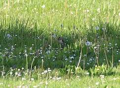 European Goldfinch