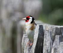 European Goldfinch