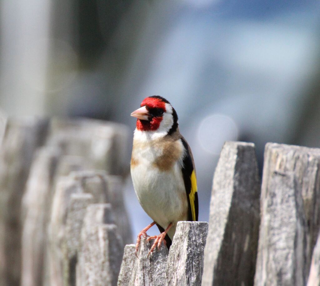 European Goldfinch