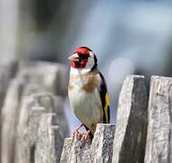 European Goldfinch