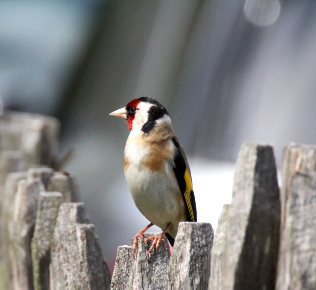 Chardonneret élégant