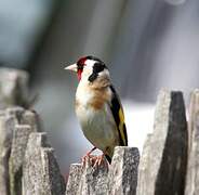 European Goldfinch