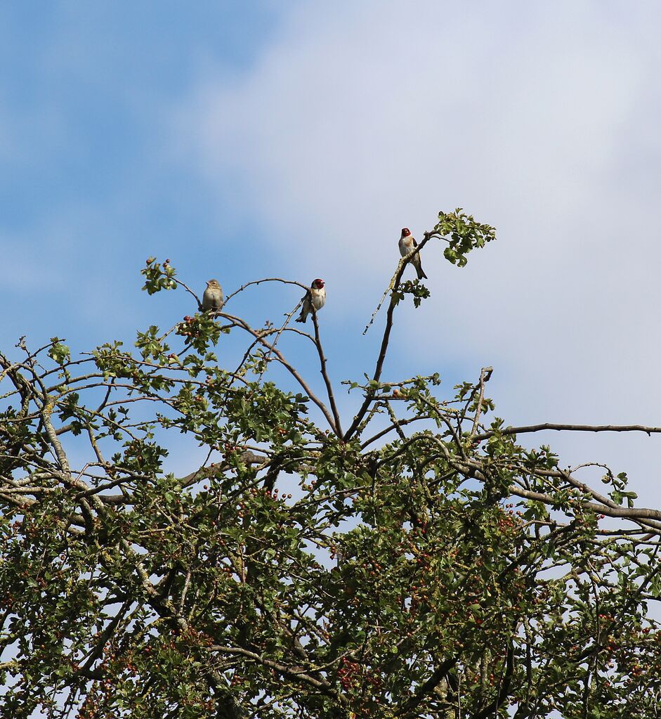 European Goldfinch