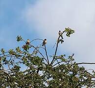 European Goldfinch