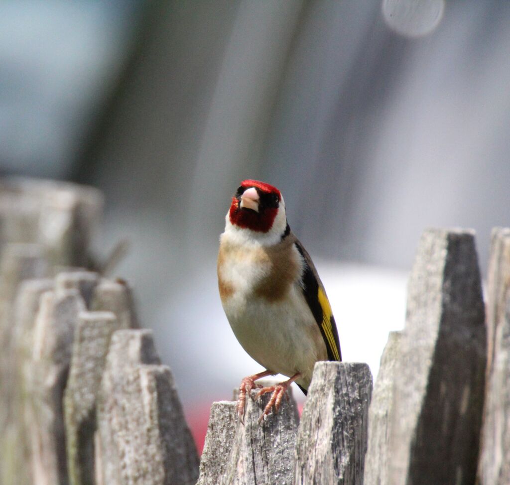 European Goldfinch