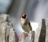 European Goldfinch