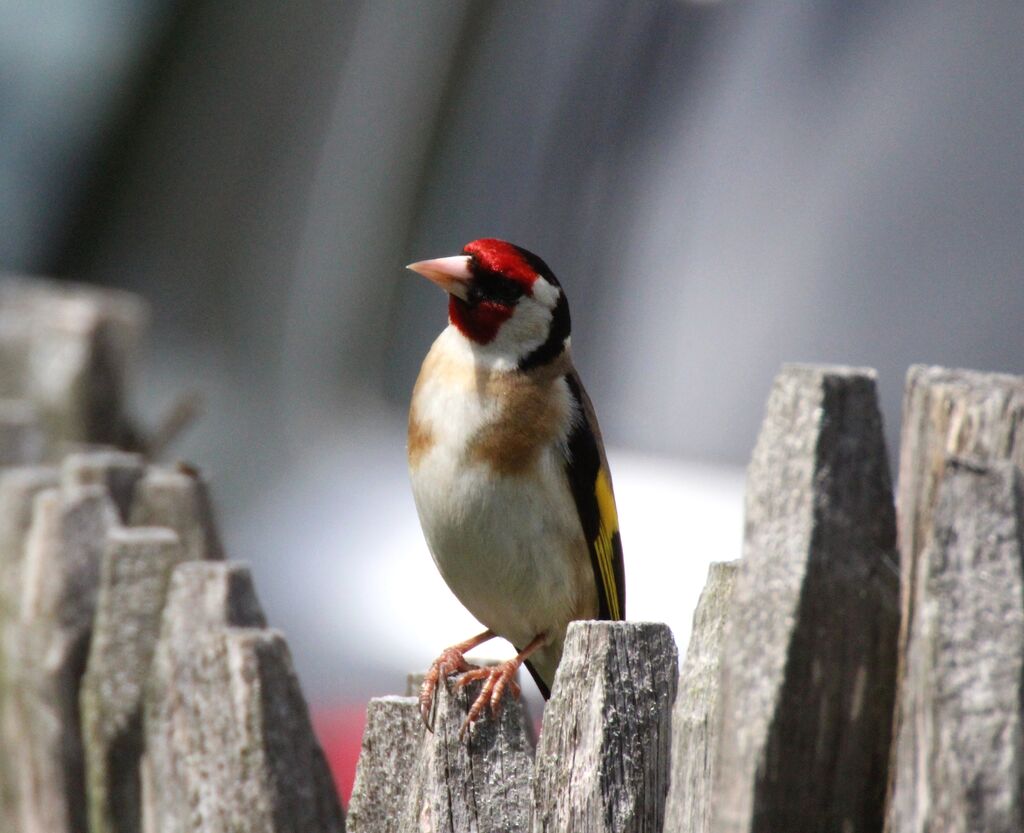 Chardonneret élégant