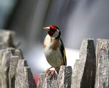 European Goldfinch