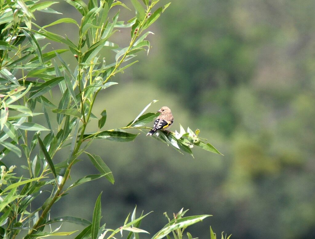 Chardonneret élégant