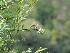 European Goldfinch