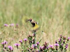 European Goldfinch