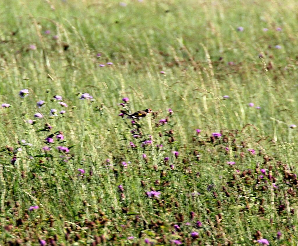 Chardonneret élégant