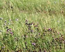 Chardonneret élégant