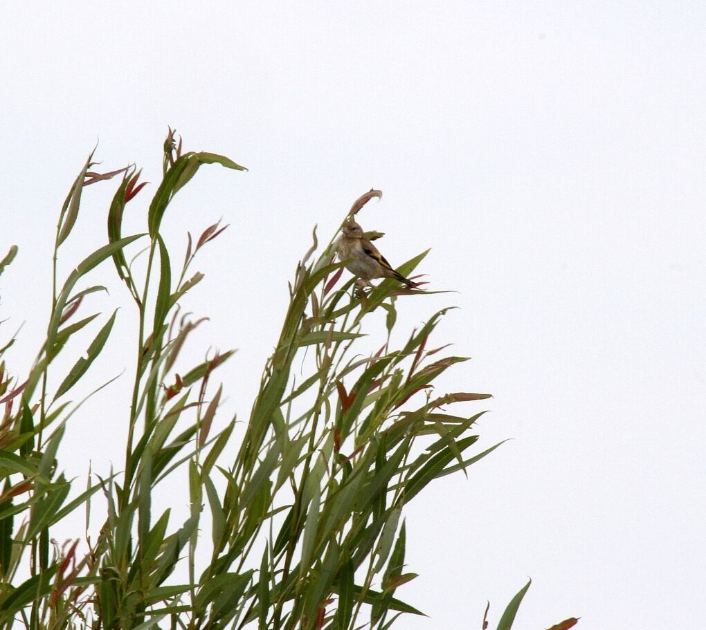 Chardonneret élégant