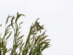 European Goldfinch