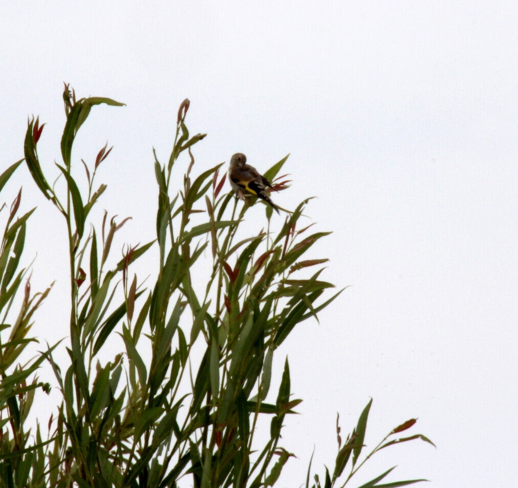 Chardonneret élégant