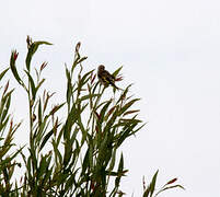 European Goldfinch