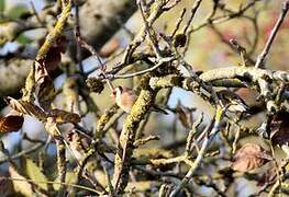 European Goldfinch