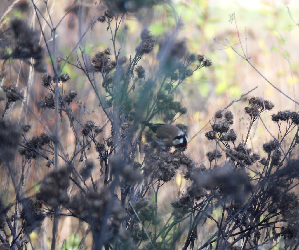 European Goldfinch