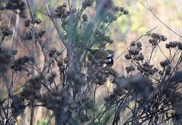 European Goldfinch