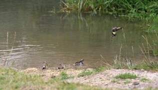 European Goldfinch