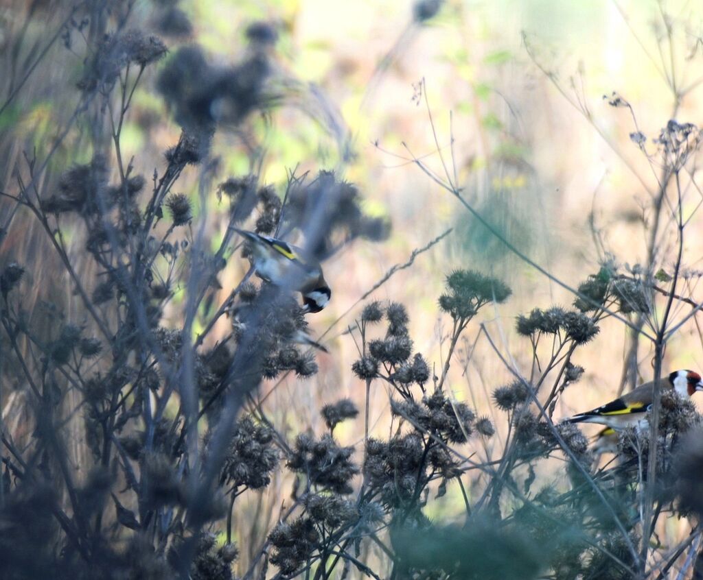 European Goldfinch