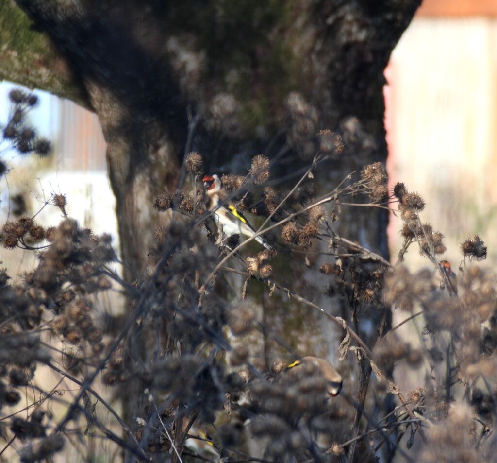 Chardonneret élégant