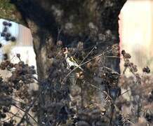 European Goldfinch