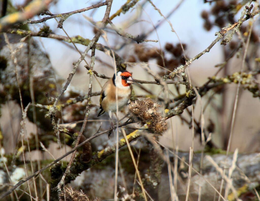 European Goldfinch