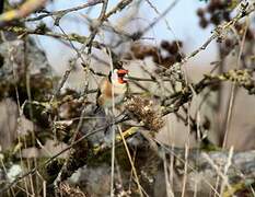 European Goldfinch