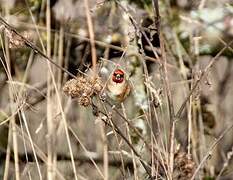 European Goldfinch