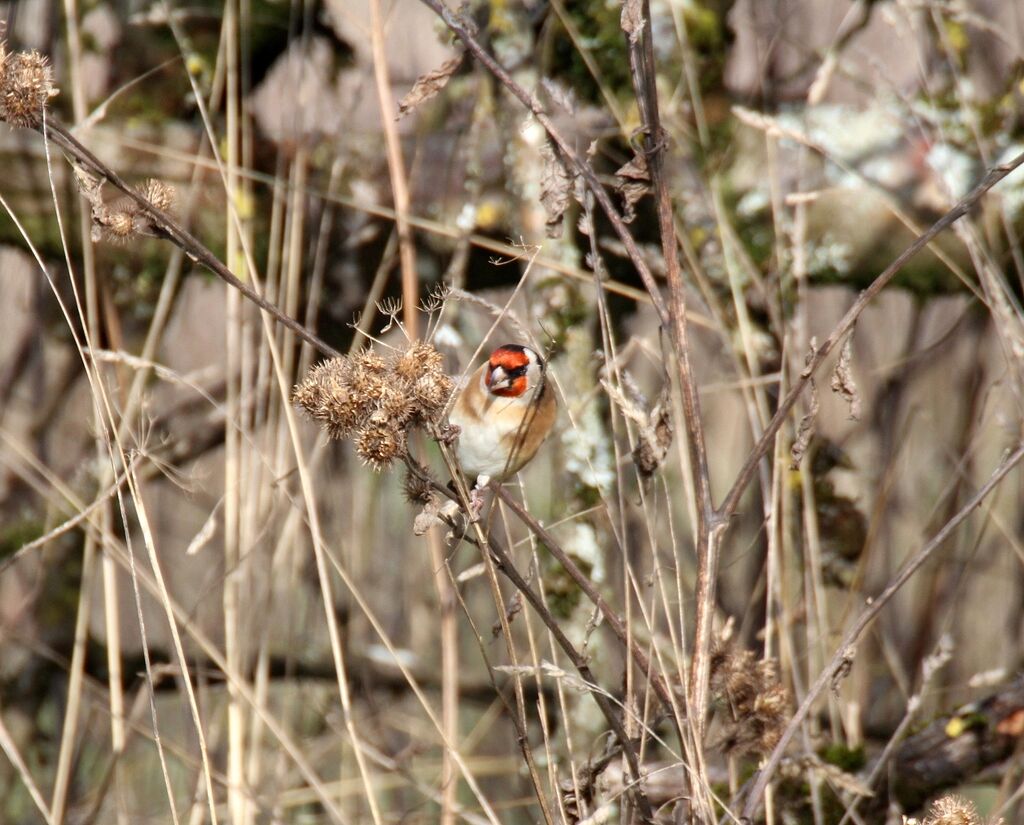 Chardonneret élégant